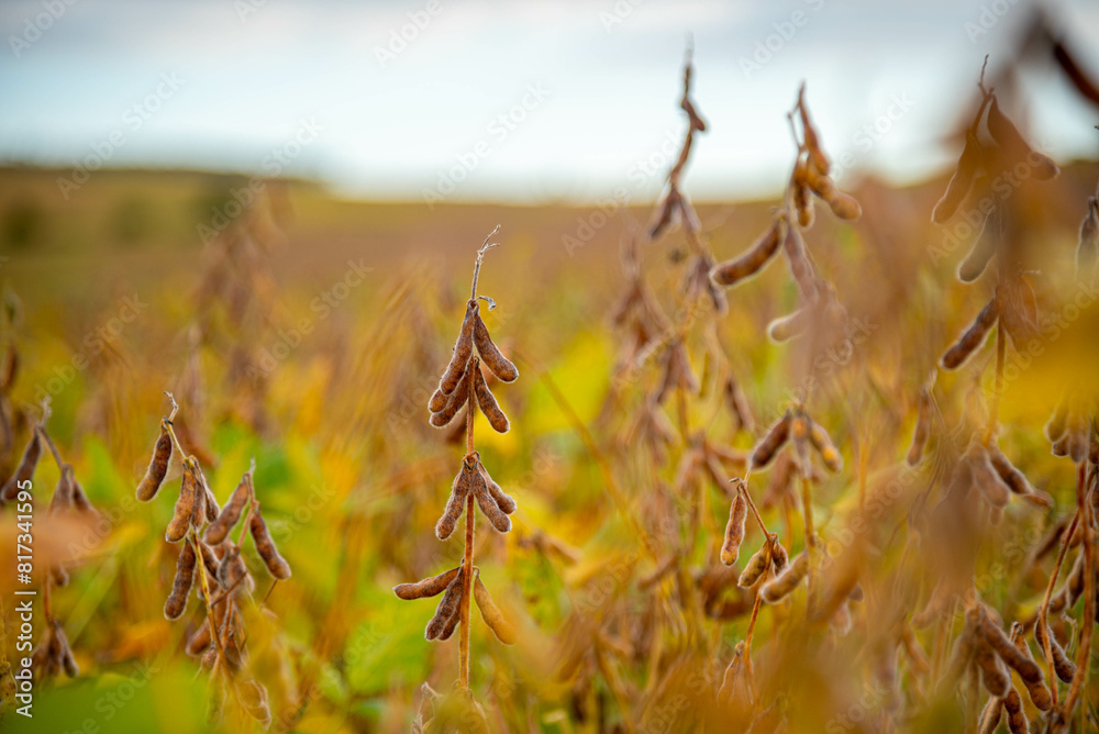 Fototapeta premium Soybean plantation at harvest point