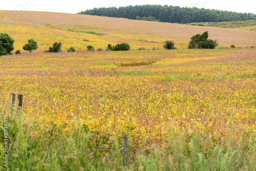 Soybean plantation at harvest point