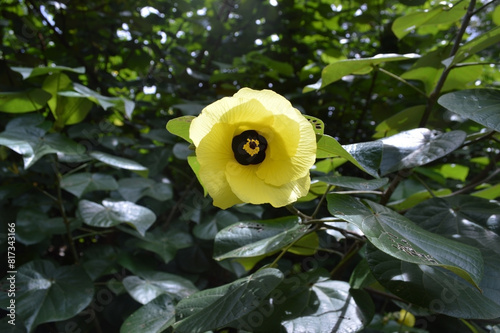 Hibiscus tiliaceus photo