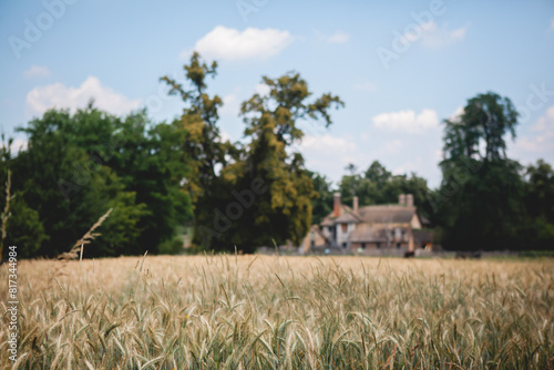 Looking out at a Wheat Field in France on a Sunny Day with Blue Skies 