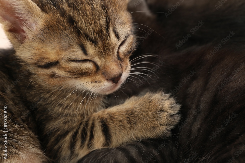 Cute fluffy kittens, closeup view. Baby animals Cute fluffy kittens, closeup view. Baby animals