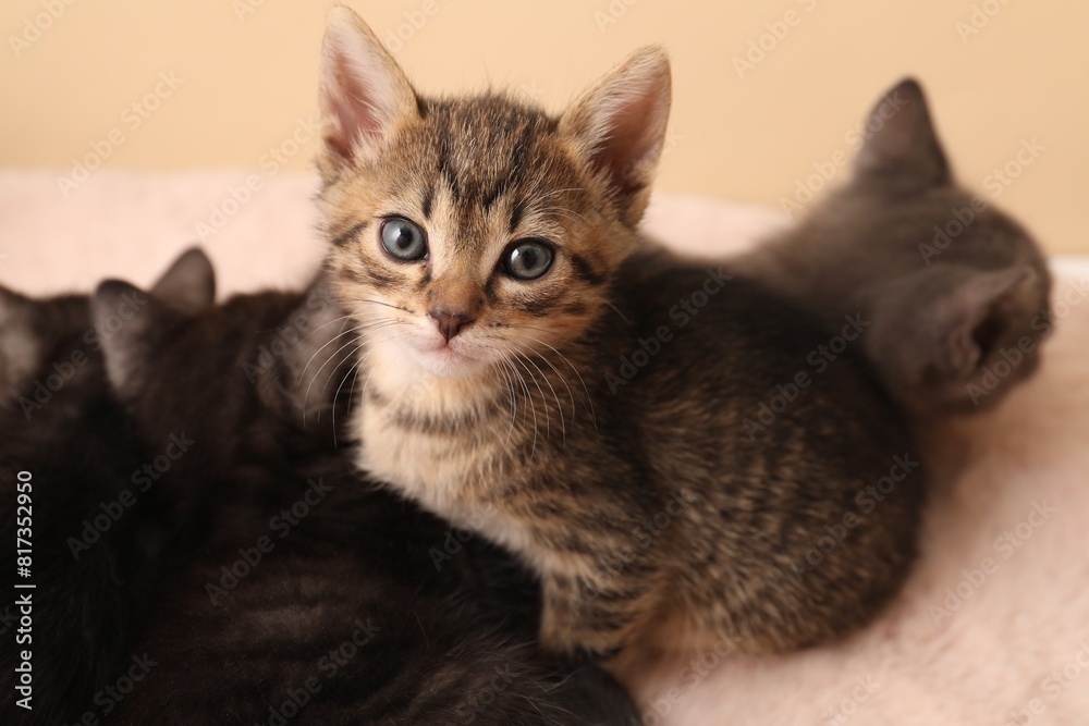 Cute fluffy kittens on faux fur. Baby animals