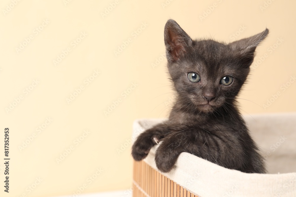 Cute fluffy kitten in basket against beige background, space for text. Baby animal Cute fluffy kitten in basket against beige background, space for text. Baby animal