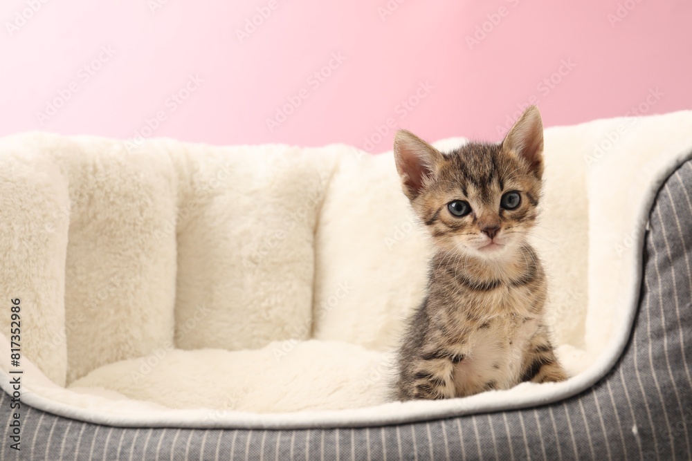 Cute fluffy kitten on pet bed against pink background, space for text. Baby animal
