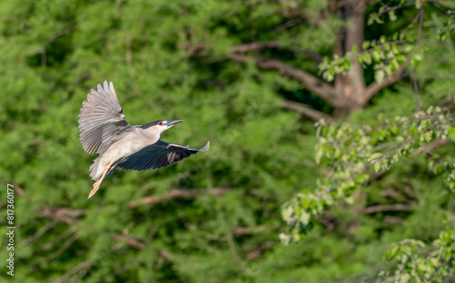 Closeup of a night heron.