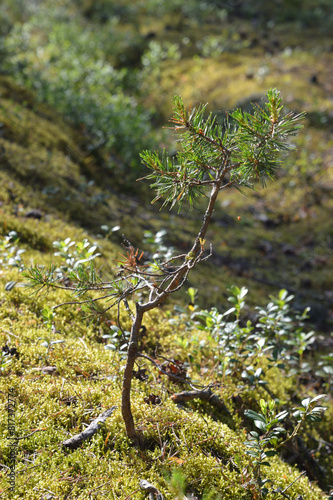 Small pine tree in summer forest.