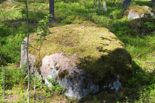 Large granite stone in summer forest.