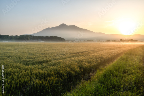 Plakat 茨城県 朝陽に輝く小麦畑と筑波山 