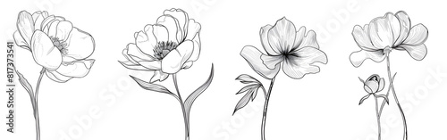 Peony flowers isolated illustration  wildflowers for background  abstract botanical art  simple minimalist art set.