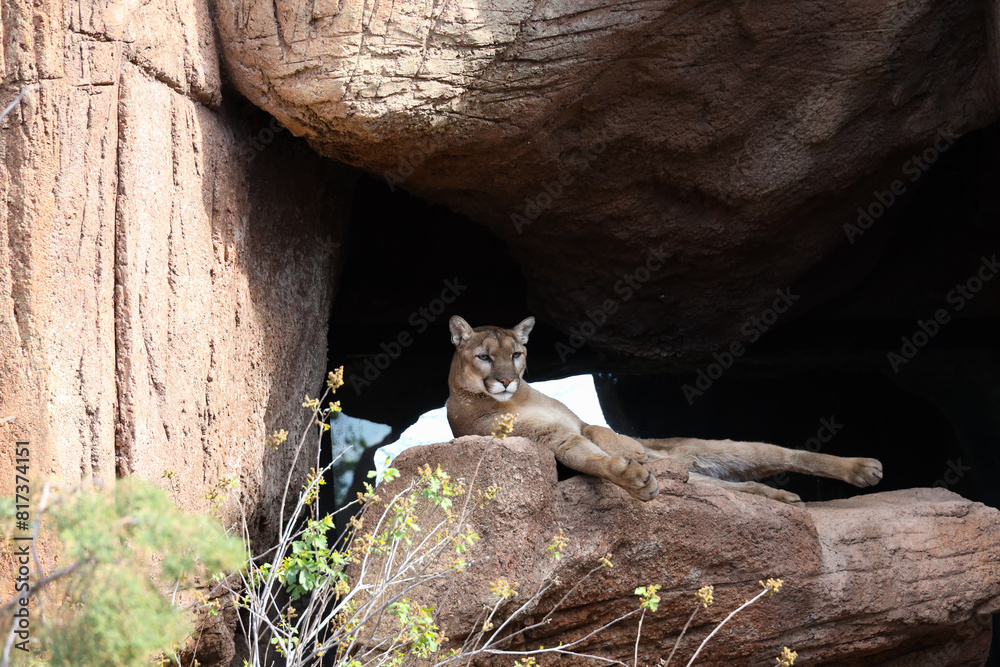 Fototapeta premium Mountain lion resting on a rock