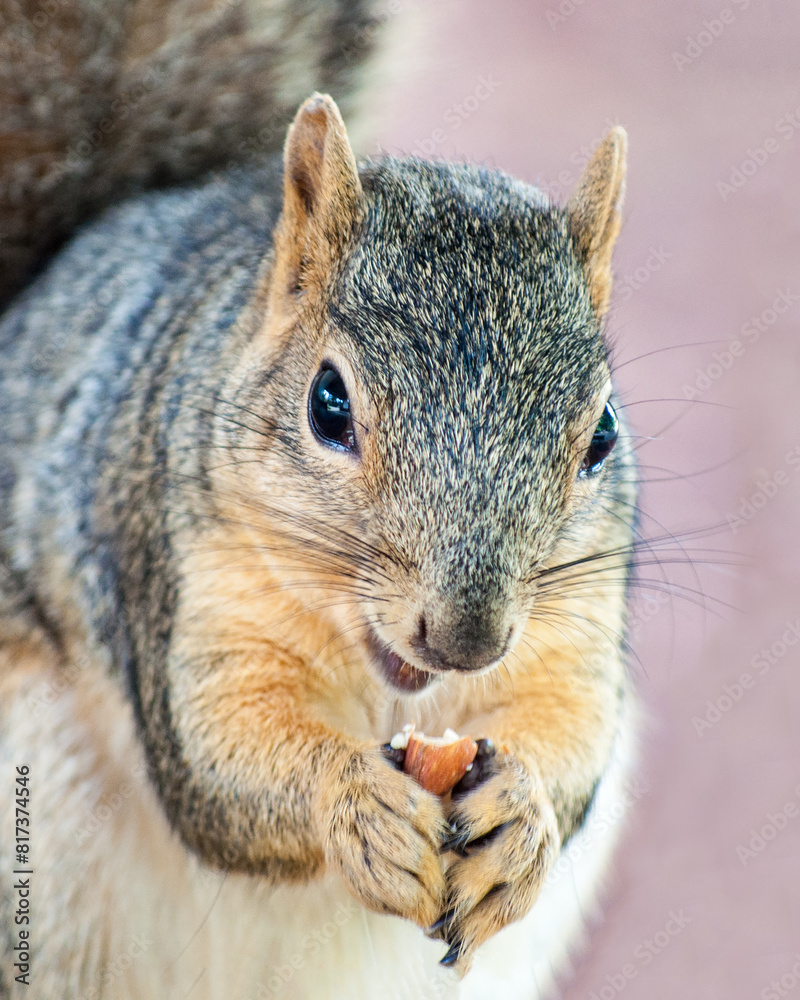 Fototapeta premium Squirrel Eating Nut