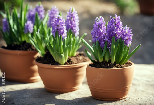  flower pot terracotta Purple hyacinth natural background Background Flower Nature Spring Love Table Gift Floral Plant Holiday Colorful Natural Season Decoration Bouquet Decorative Valentine day 