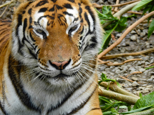 Close up de Tigre asi  tico en su estado natural.