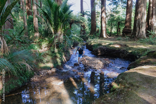 Man walking into a redwood forest and crossing a stream in Oputere, Whangamata, Coromandel Peninsula, New Zealand. photo