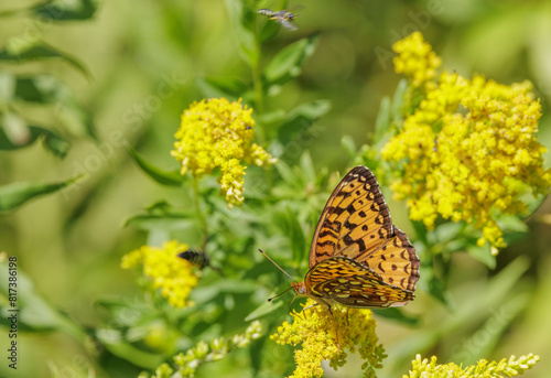 Atlantis Fritillary, Argynnis atlantis, nectaring on goldenrod photo