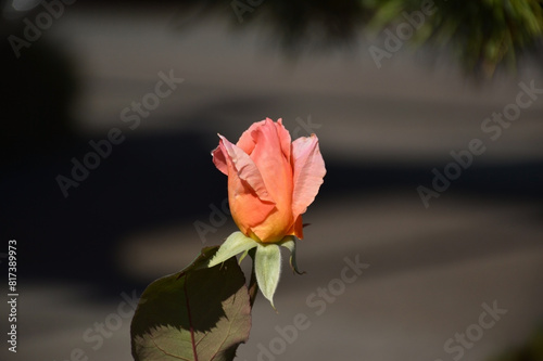 Peach Rose with Blurred Background