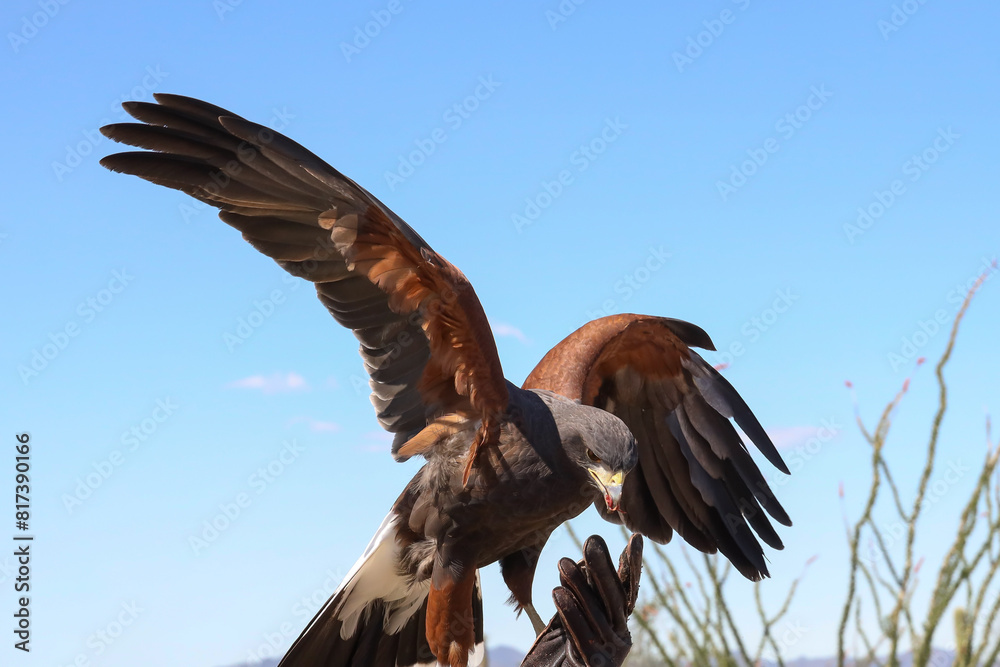 Obraz premium Harris Hawk perched on gloved hand