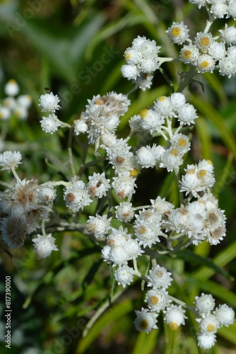 Cluster of White Flowers