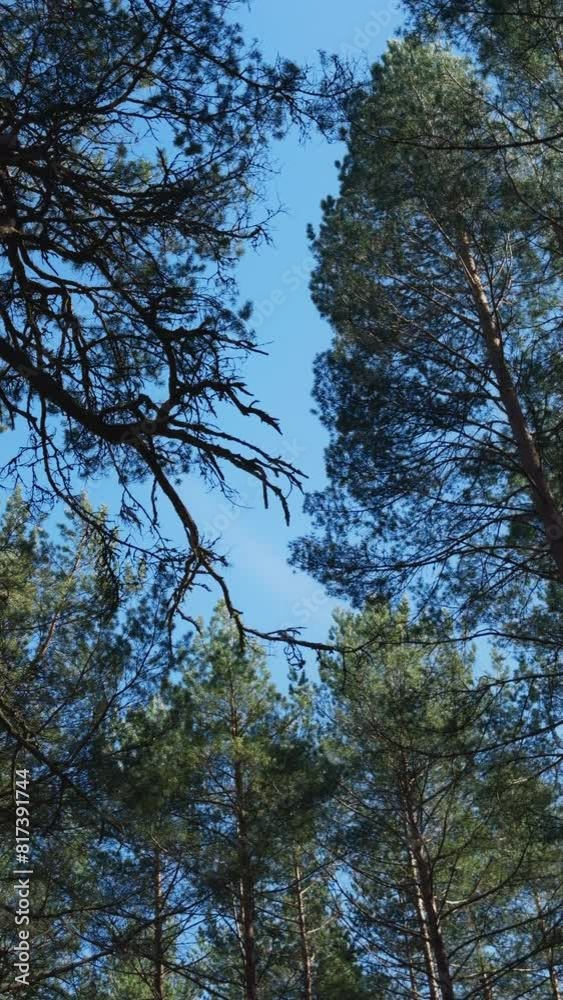 Admiring the larch trees in a sunny temperate forest Admiring the larch trees in a sunny temperate forest