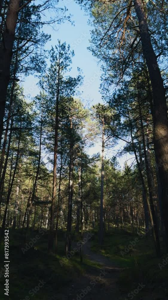Natural landscape featuring a dense forest with lush trees and a winding path Natural landscape featuring a dense forest with lush trees and a winding path
