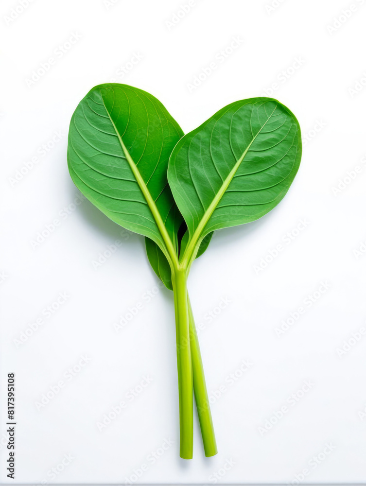 Fototapeta premium Spinach