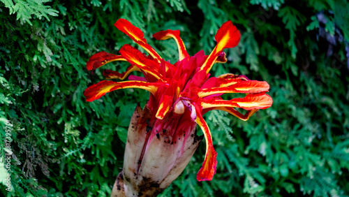 Etlingera punicea (Torch ginger flower). Etlingera punicea is part of the genus Etlingera and the family Zingiberaceae photo