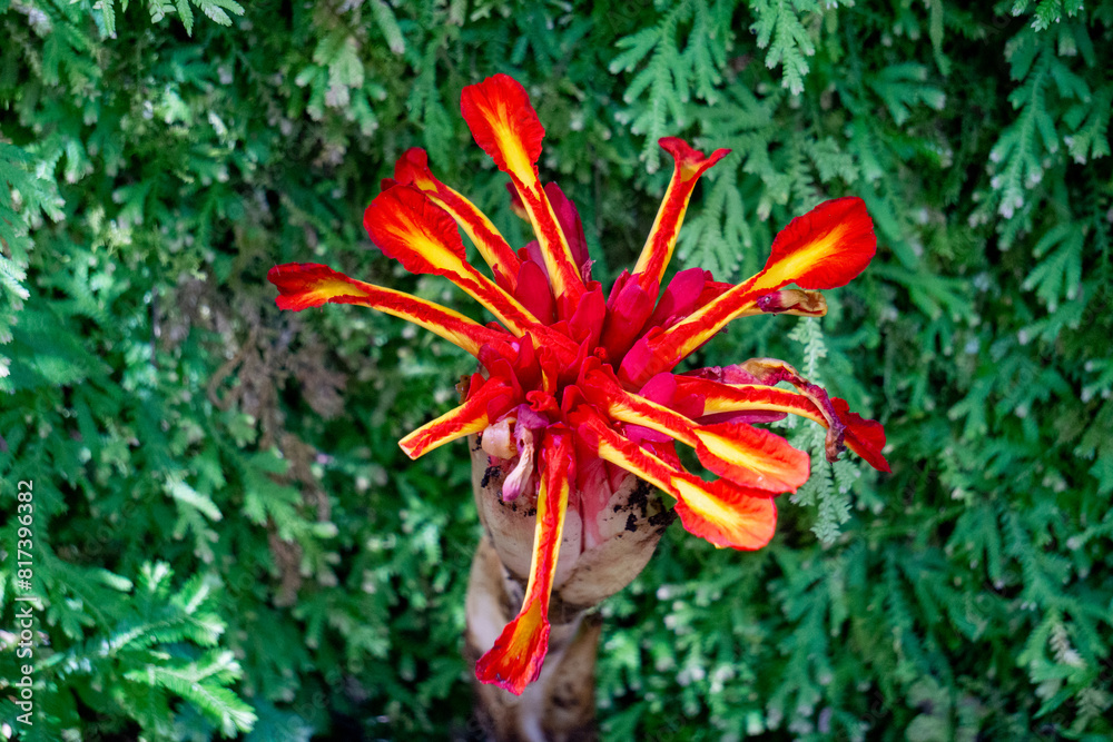 Etlingera punicea (Torch ginger flower). Etlingera punicea is part of the genus Etlingera and the family Zingiberaceae