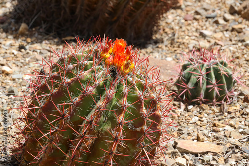 California barrel cactus with red blooms