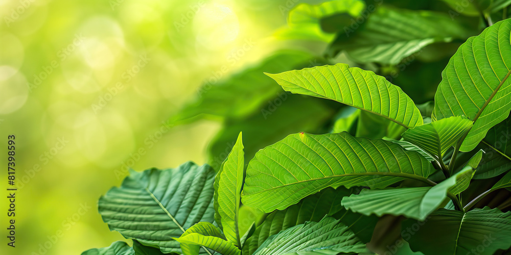 Kratom leaves crushed underfoot, their earthy aroma still clinging to the air. Kratom leaves crushed underfoot, their earthy aroma still clinging to the air.