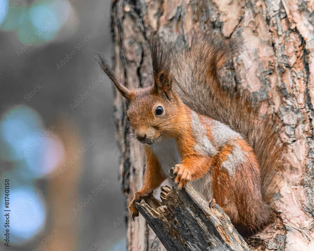 Fototapeta premium A tree squirrel sits in a tree and watches.