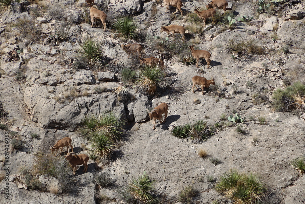 Big Horn Herd Big Horn Herd