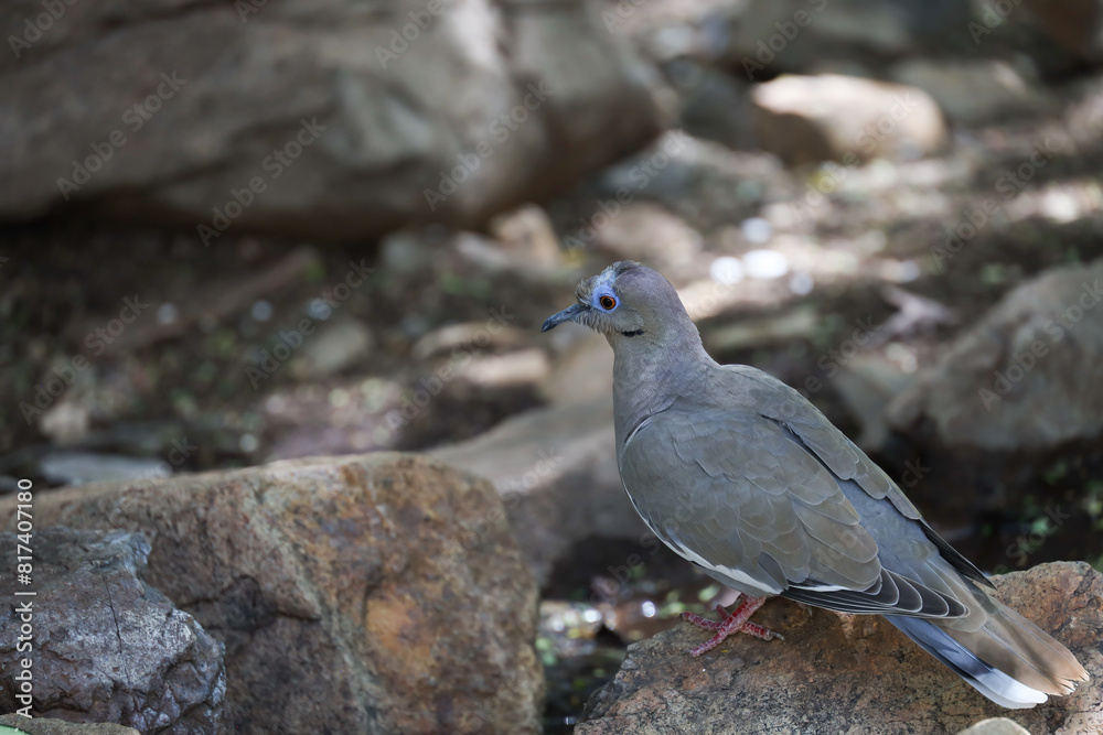 Dove sitting on a rock Dove sitting on a rock