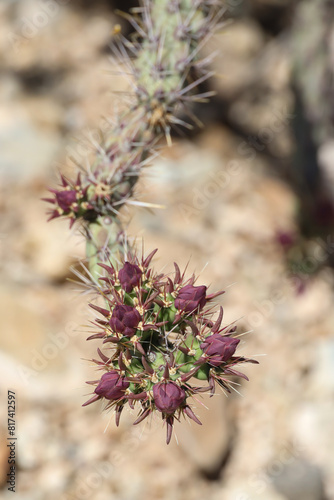 Cactus close-up