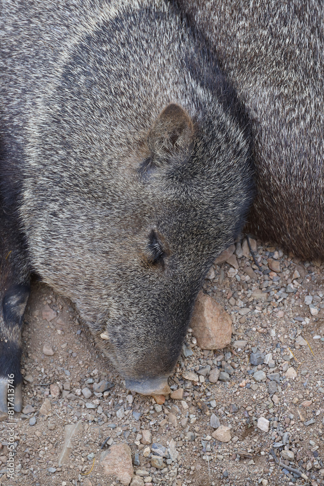 Javelina sleeping in the sand
Javelina sleeping in the sand