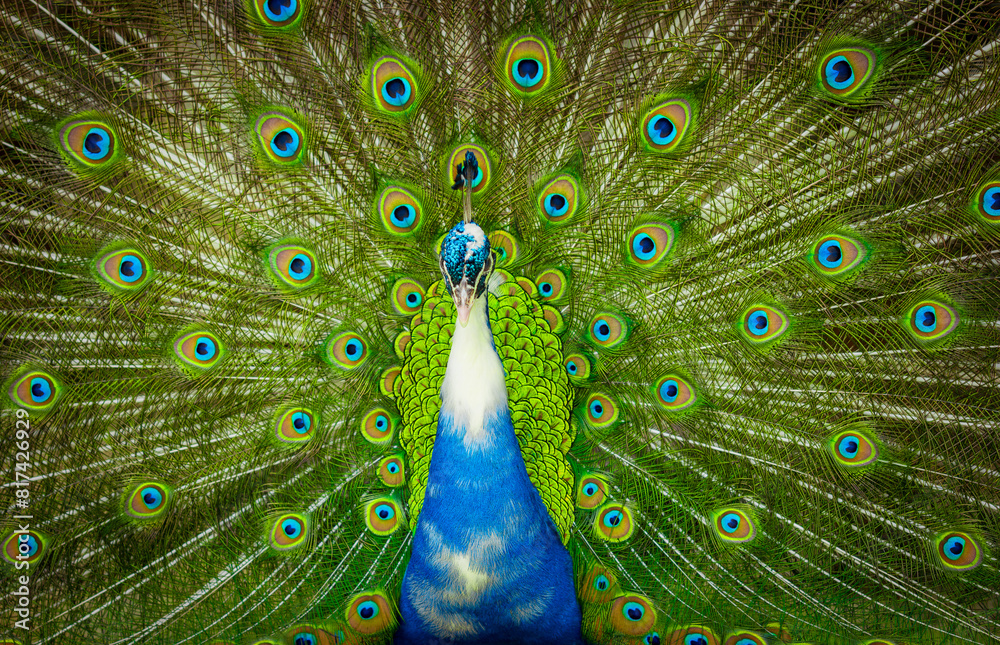 Obraz premium Pavo real azul en alta definición abriendo su hermosa y vibrante cola verde.