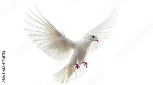 a white dove,on white background