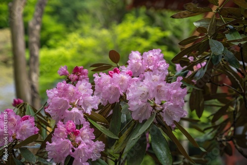 ひっそりと咲く満開の濃いピンクのシャクナゲ