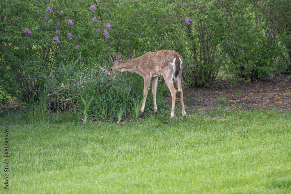 A solitary white-tailed deer (odocoileus virginianus) grazing in a compost pile near dusk A solitary white-tailed deer (odocoileus virginianus) grazing in a compost pile near dusk