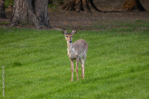 Solitary white-tailed deer (odocoileus virginianus) standing in a grassy yard near dusk