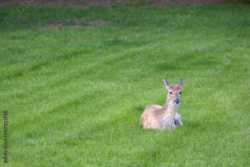 Solitary white-tailed deer (odocoileus virginianus) relaxing in a grassy yard near dusk