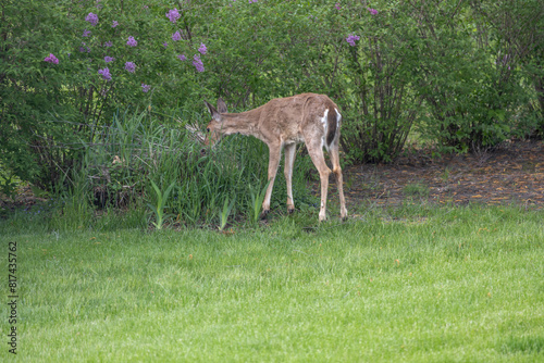 A solitary white-tailed deer (odocoileus virginianus) grazing in a compost pile near dusk