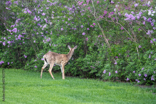 A solitary white-tailed deer (odocoileus virginianus) rgrazing near a lilac hedge near dusk