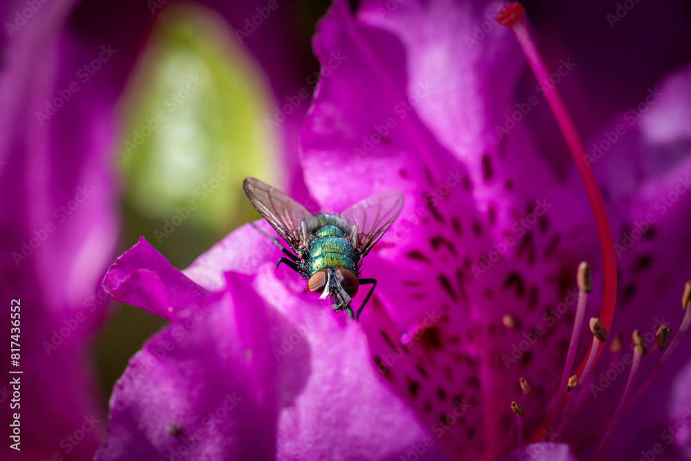fly on azalea fly on azalea
