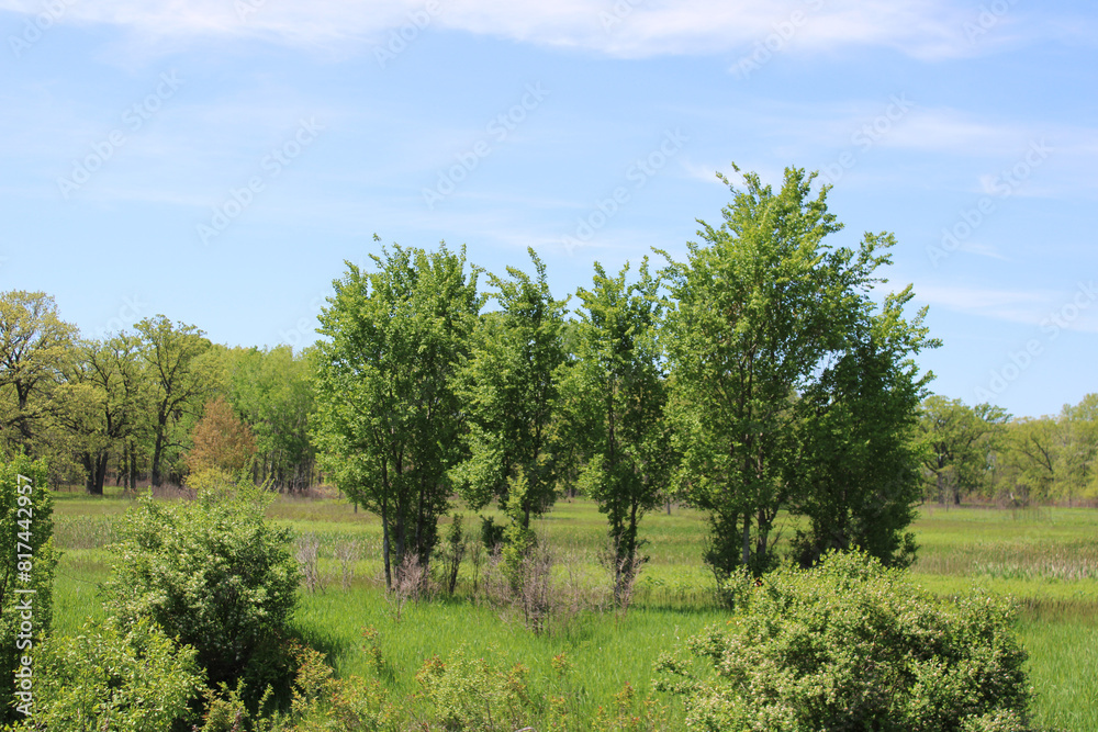 Five trees in a clearing at Middlefork Savanna in Lake Forest, Illinois Five trees in a clearing at Middlefork Savanna in Lake Forest, Illinois