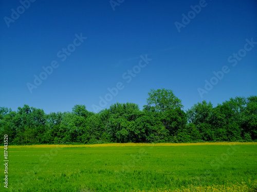 Butterweed Flowers Next to a Line of Trees, Ohio
