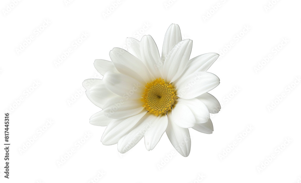 Obraz premium One white daisy flower isolated on a transparent background cutout.