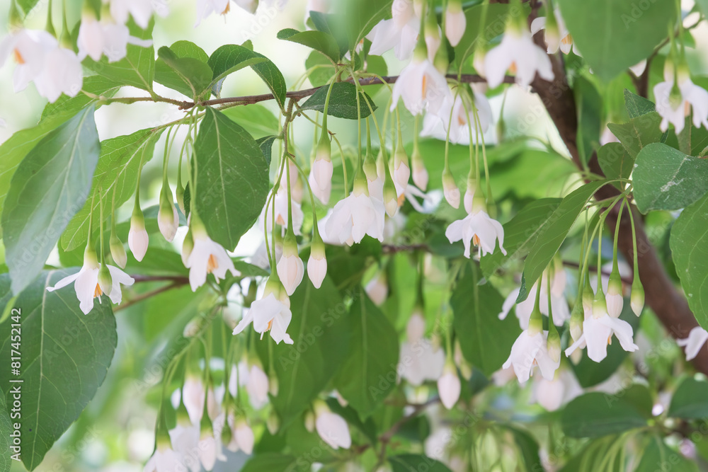 Obraz premium Bell-shaped white flowers that bloom downwards. snow bell, snow berry 
