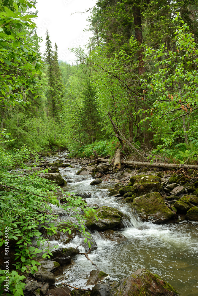 A stormy stream of a mountain stream bending around large stones and fallen trees flows through a dense coniferous forest on a summer day.