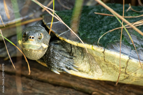 The Mary River turtle is an endangered species of short-necked turtle in the family Chelidae. The species is endemic to the Mary River in south-east Queensland, Australia.
