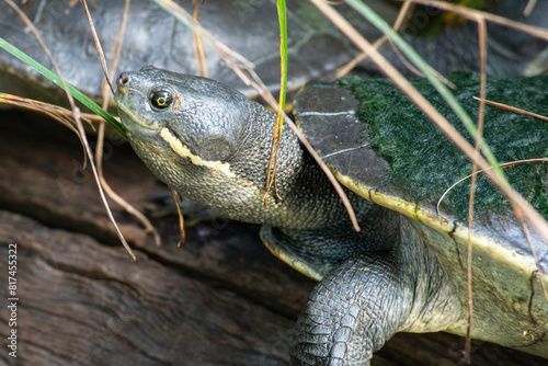 The Mary River turtle is an endangered species of short-necked turtle in the family Chelidae. The species is endemic to the Mary River in south-east Queensland, Australia.